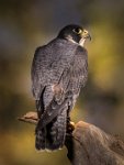 394 - PEREGRINE FALCON - RAYNER DAVID - united kingdom